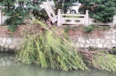 台风过后，护栏折损，树倒河中