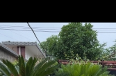 出一对大铁树